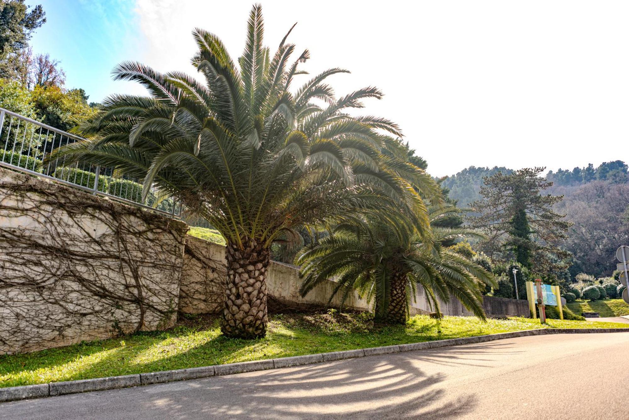 Villa Yadranka With Sea View Strunjan Zewnętrze zdjęcie